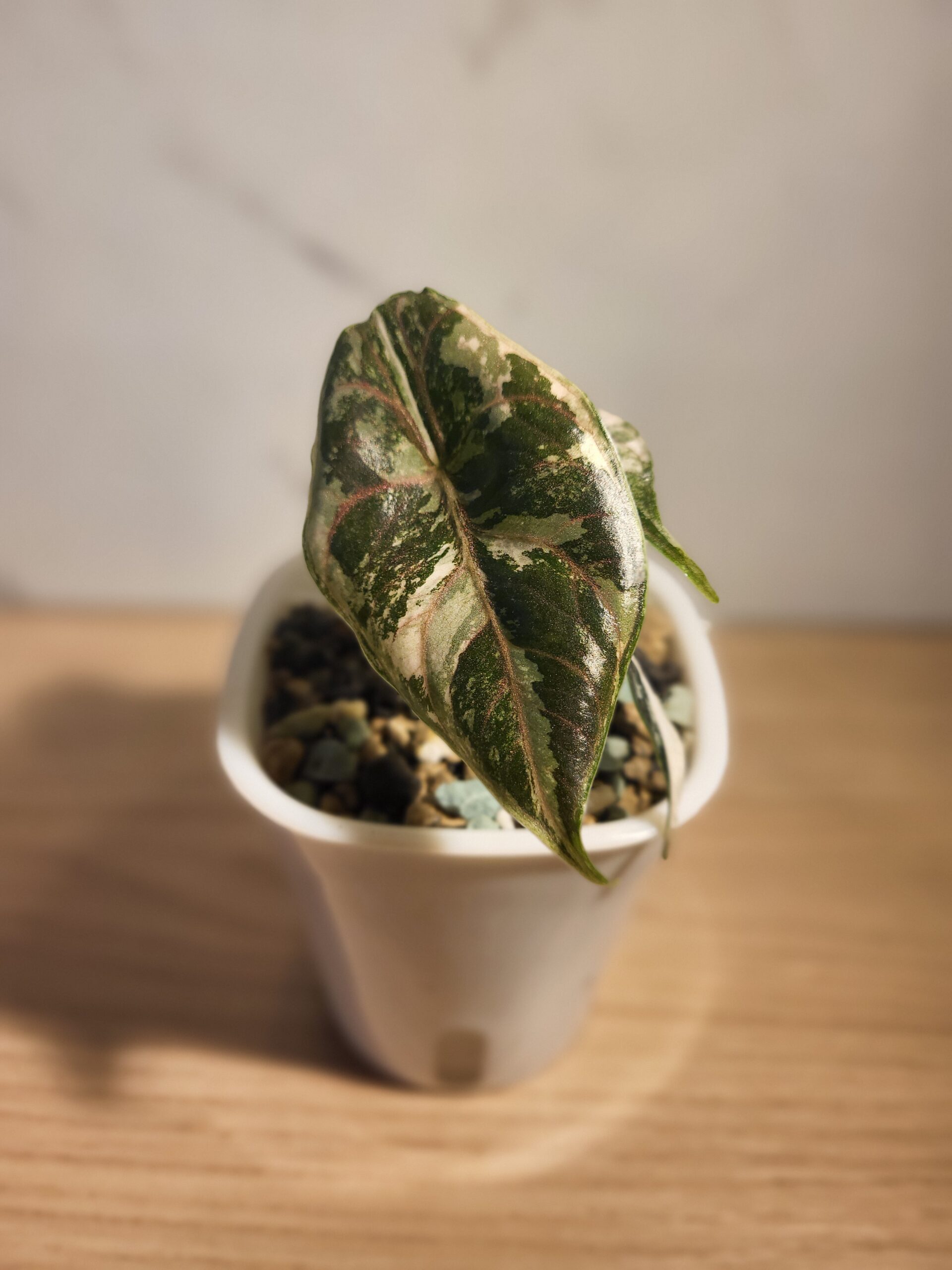 About 20251011 171735