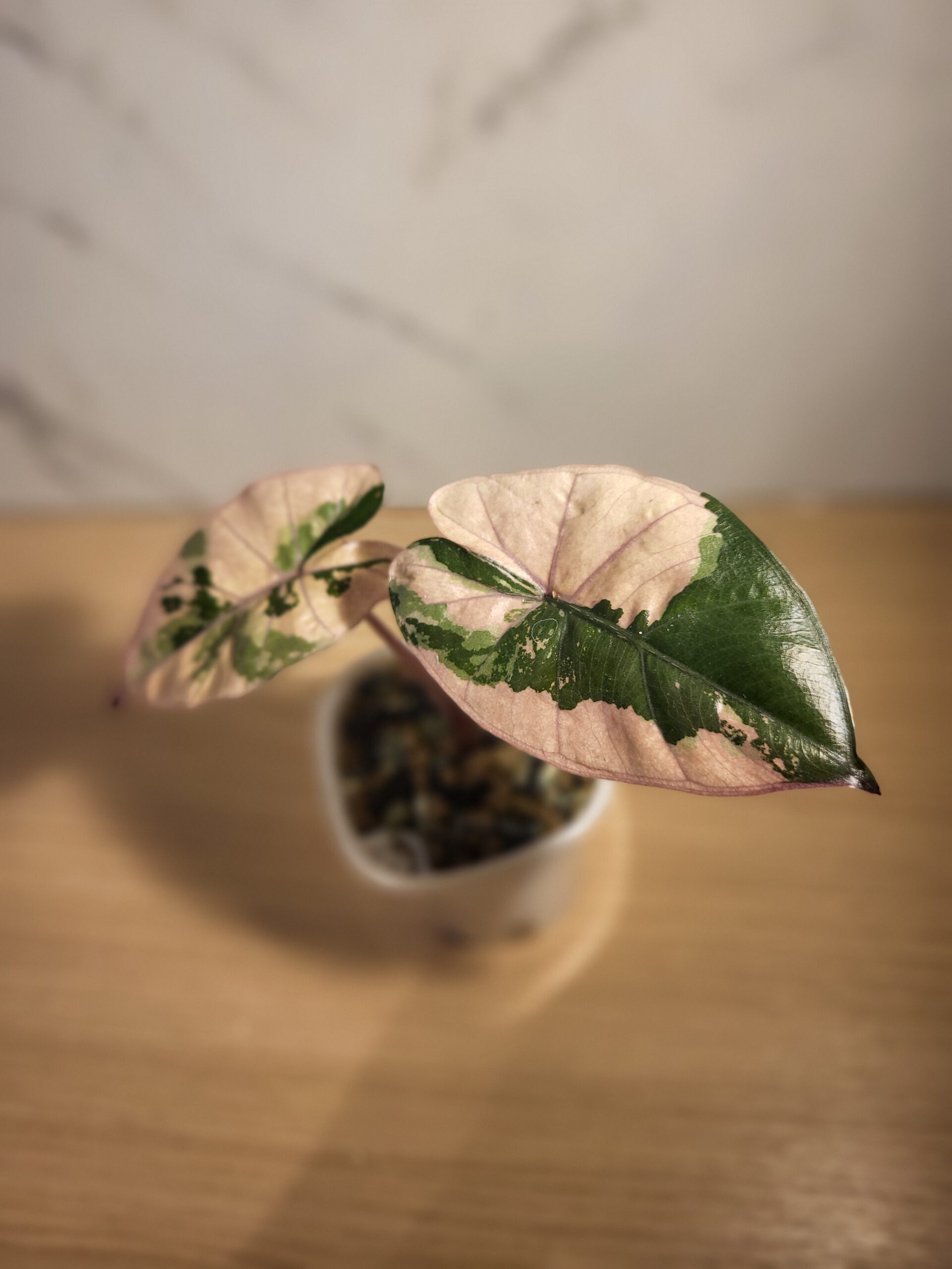 About 20251011 172845