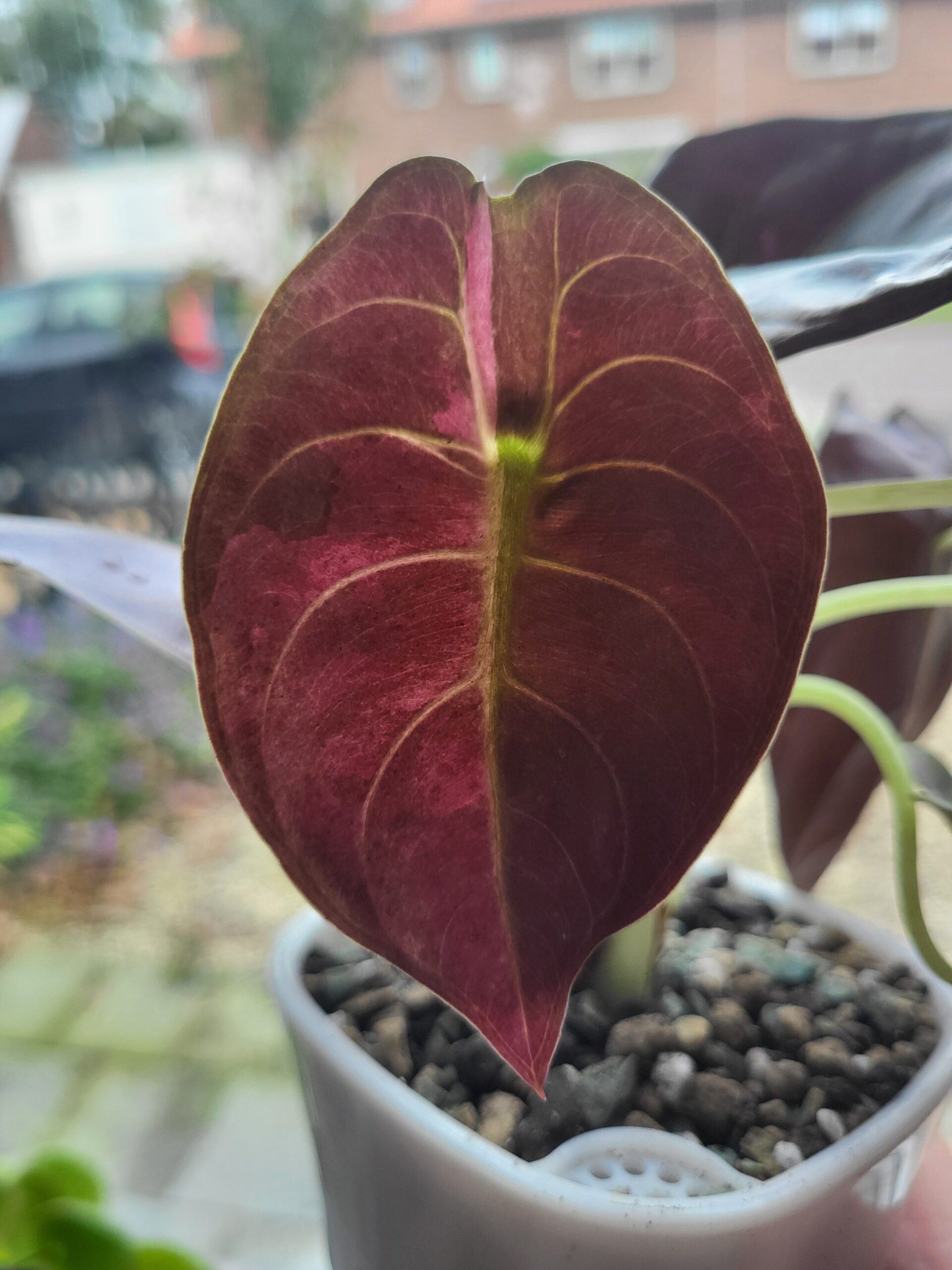 About 20251013 132519